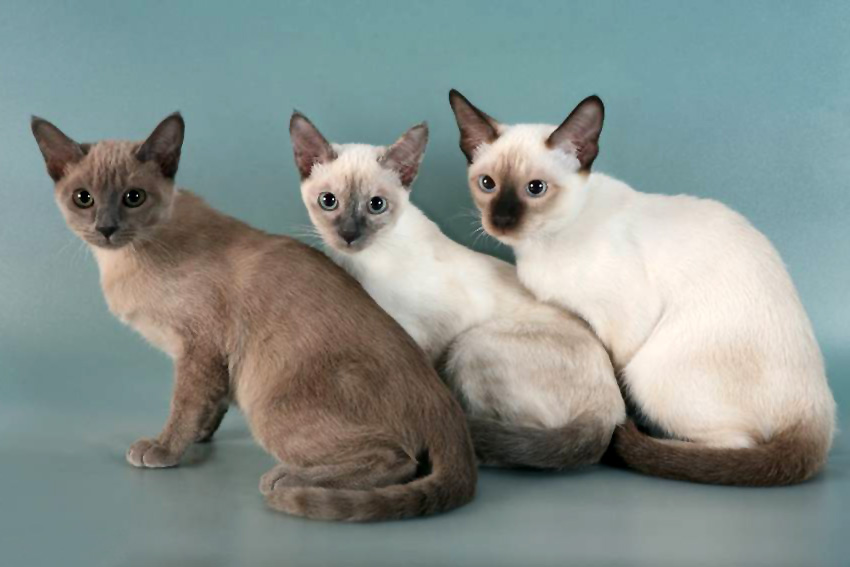 Enfermedades de los gatos tonkineses