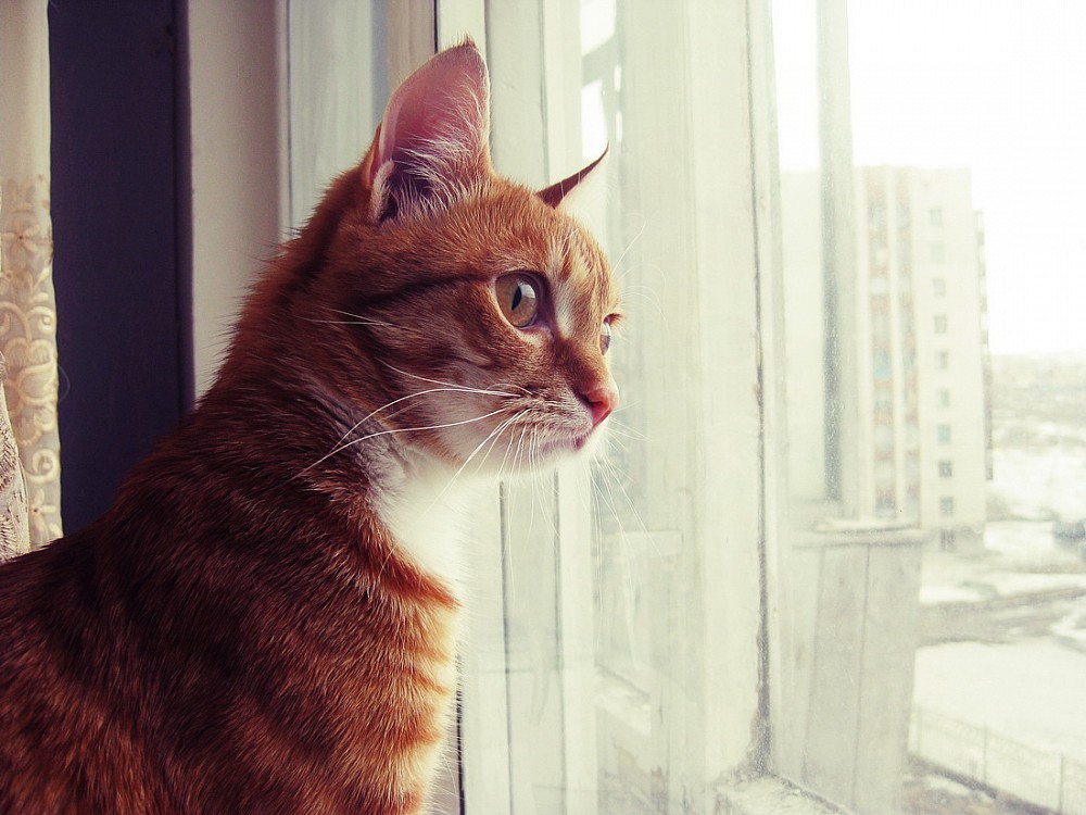 caída de un gato desde una ventana