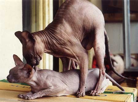 esterilización, esterilización de gata, celo, celo en gata
