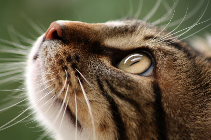 Los bigotes del gato