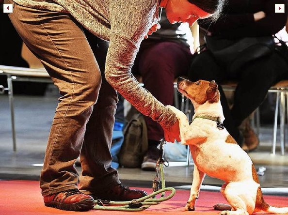 Exposición canina