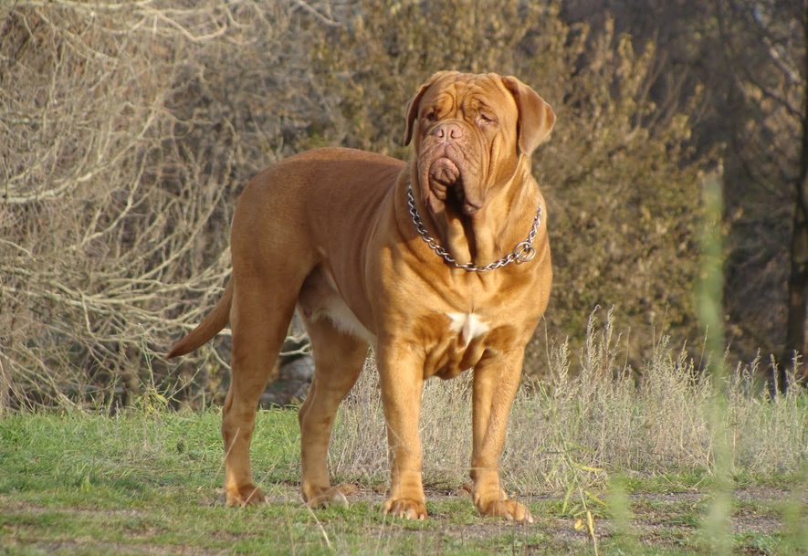 Dogo de Burdeos (mastín francés)