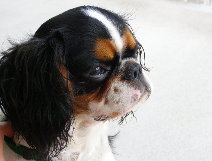 King Charles