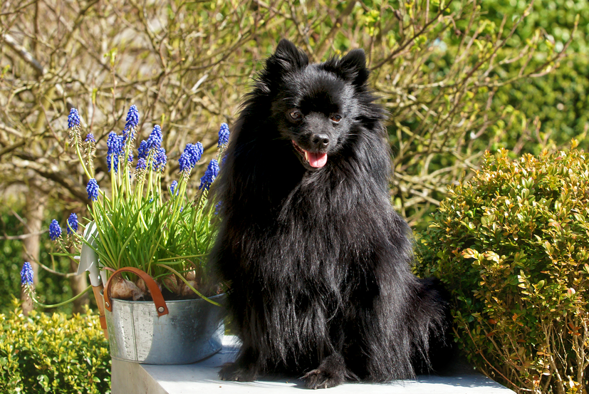 Spitz alemán