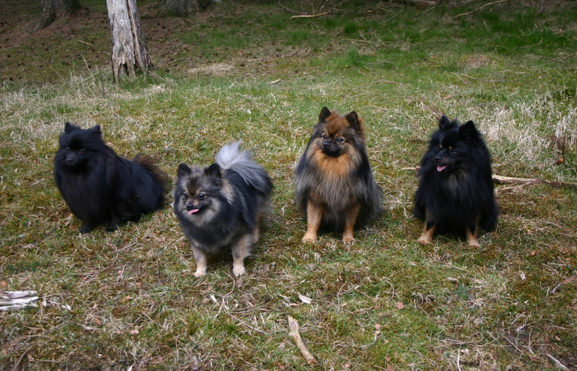 Kleinspitz en la foto