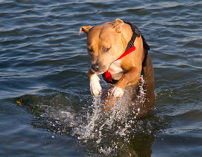 Staffordshire Bull Terrier nadando