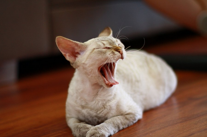 cuidado del gato javanés