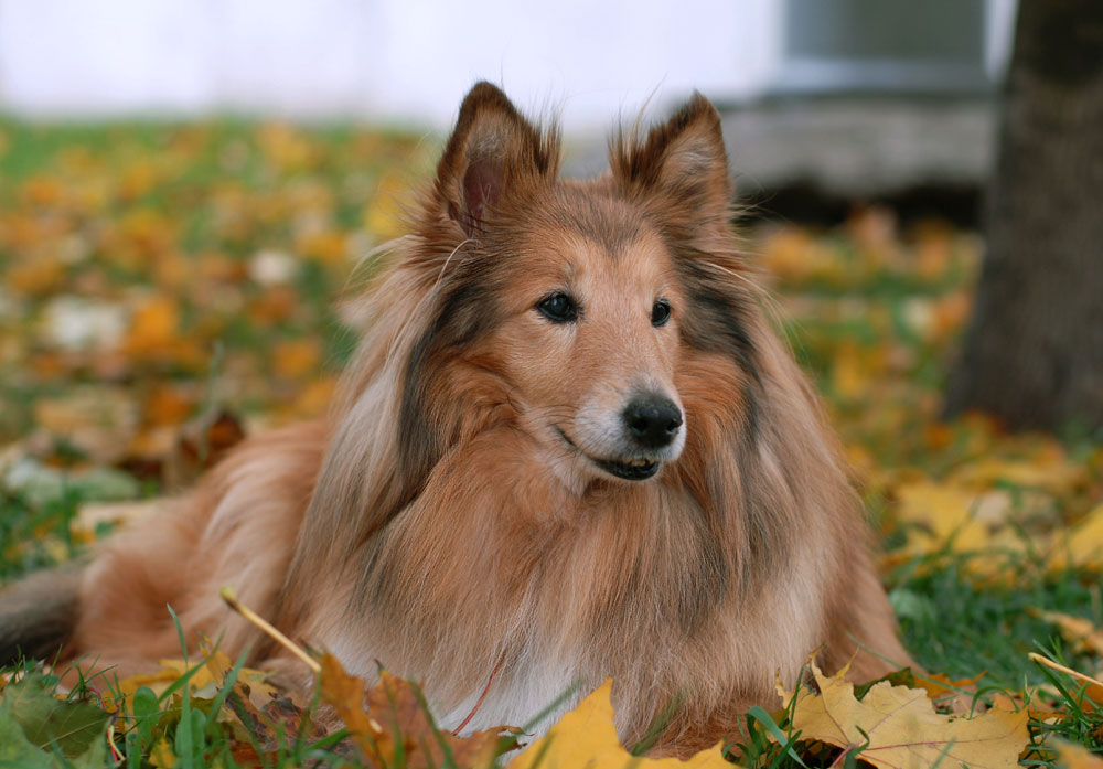 Collie (Pastor escocés) foto