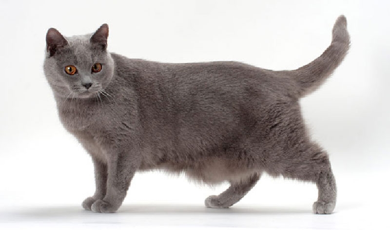 gato chartreux