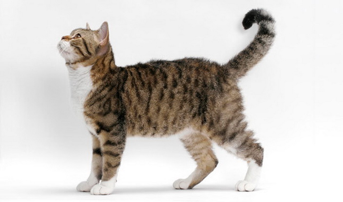 gato americano de pelo duro vista lateral
