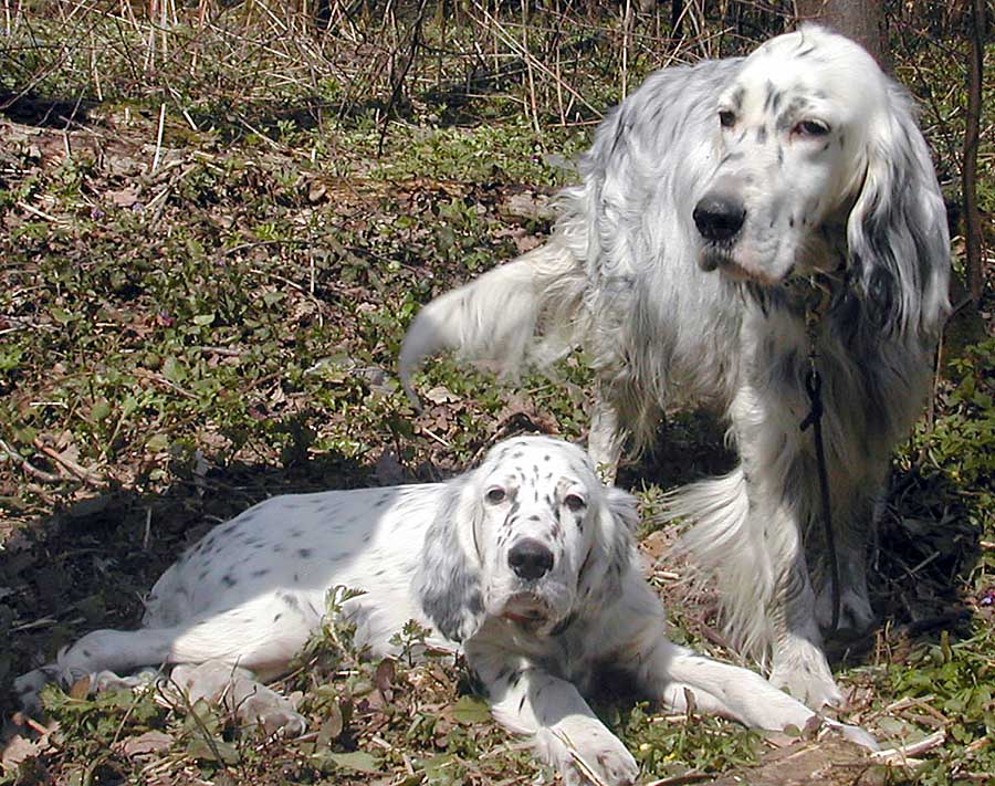 Setter inglés con cachorro