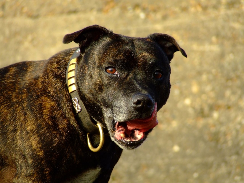 Raza de perro Staffordshire Bull Terrier