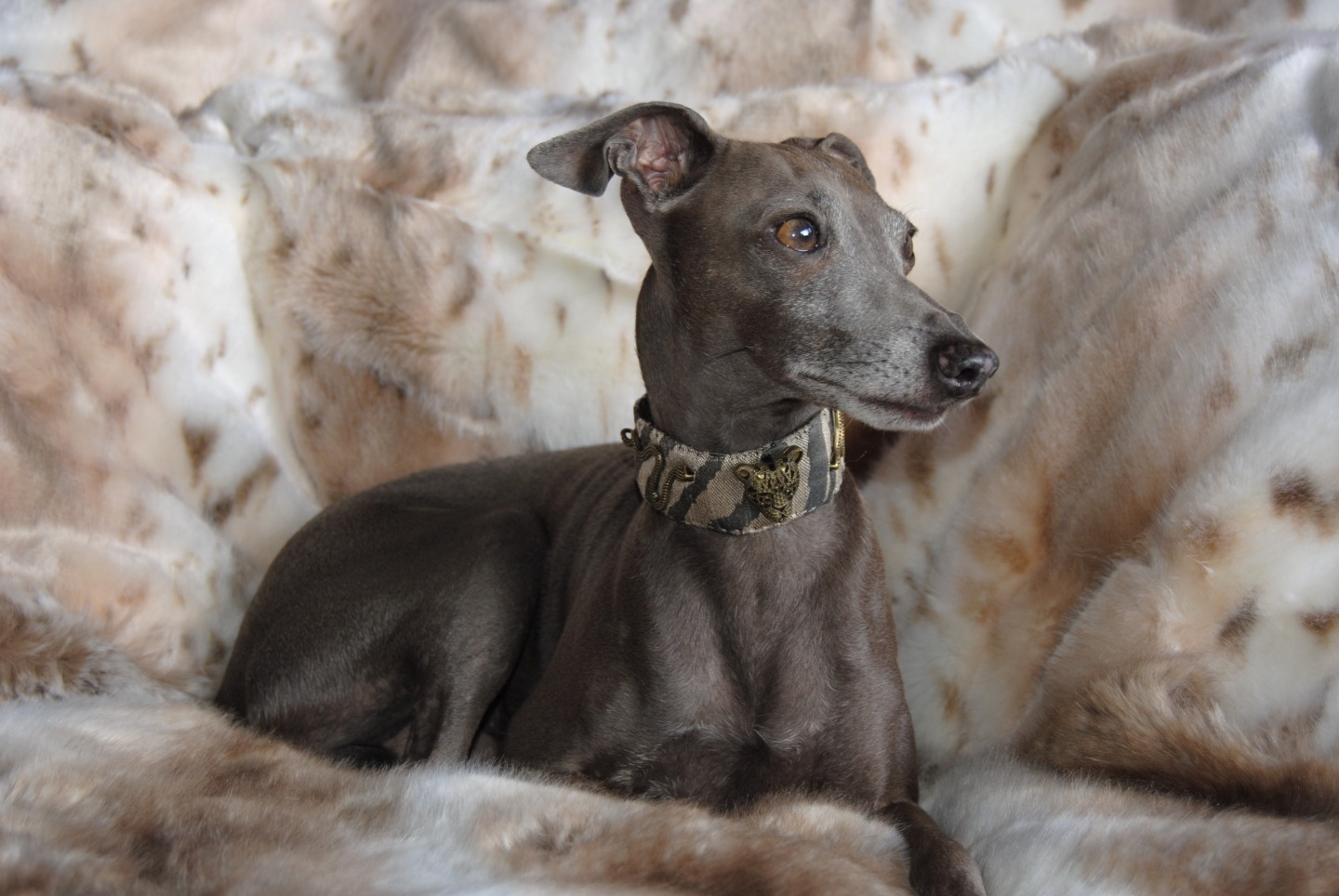 Galgo italiano