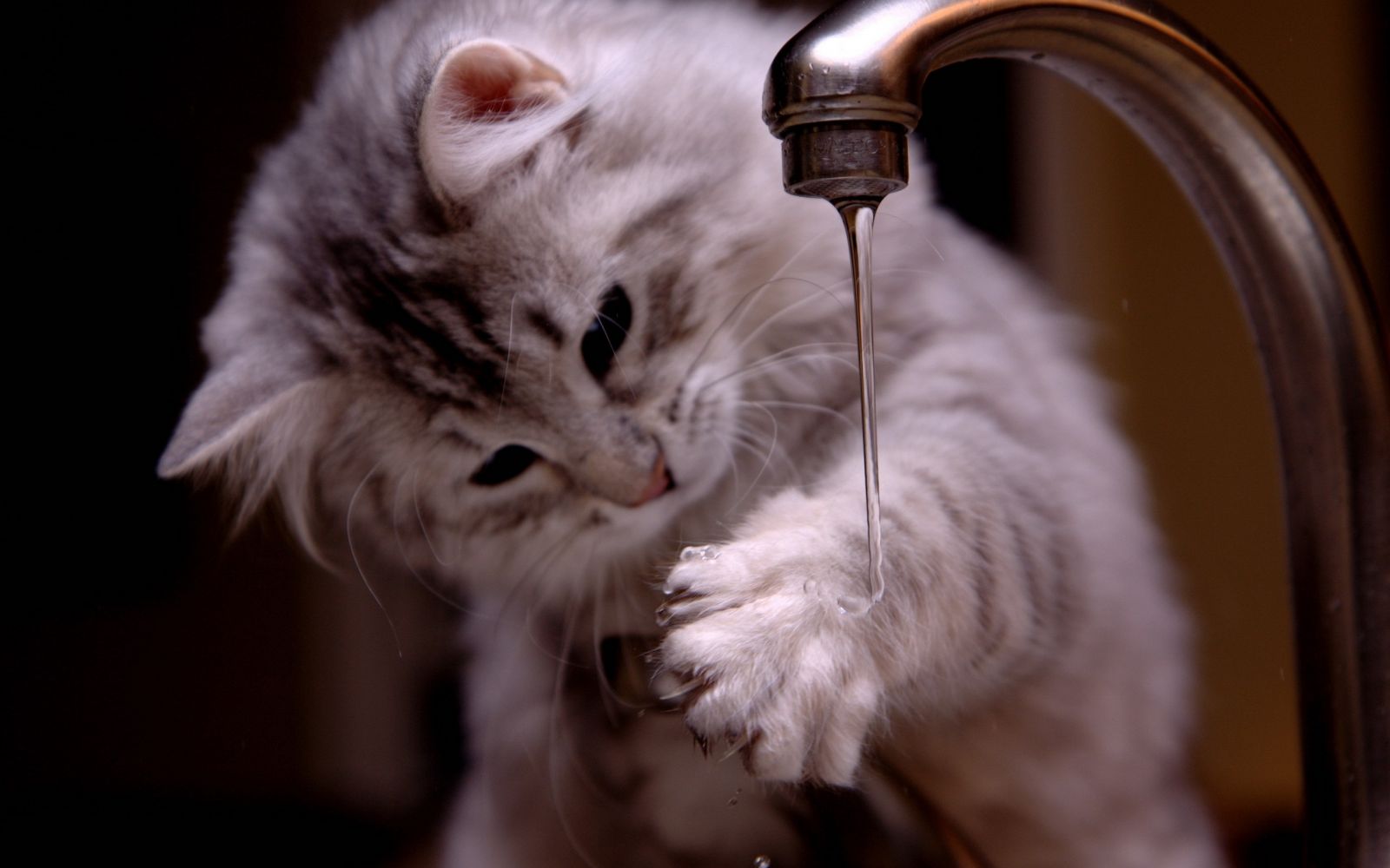 Los gatos no temen al agua