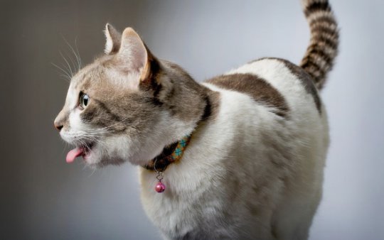 el gato respira por la boca