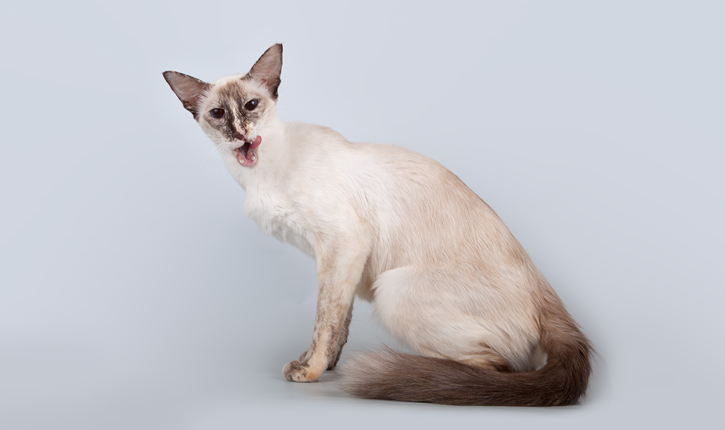 alimentación del gato javanés