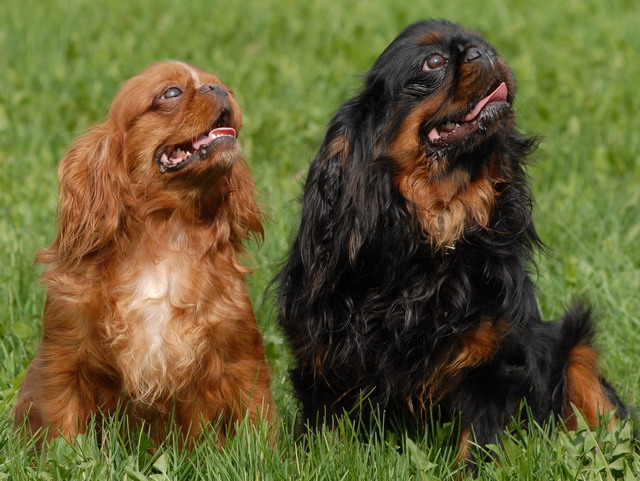 perros de la raza King Charles Spaniel