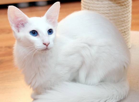 Foreign White