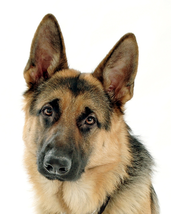 perro de raza Pastor Alemán