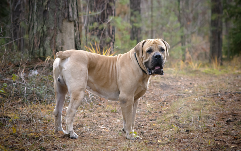 apariencia del boerboel sudafricano