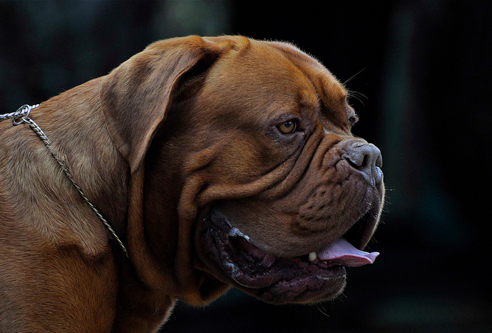 perros de la raza dogo de Burdeos