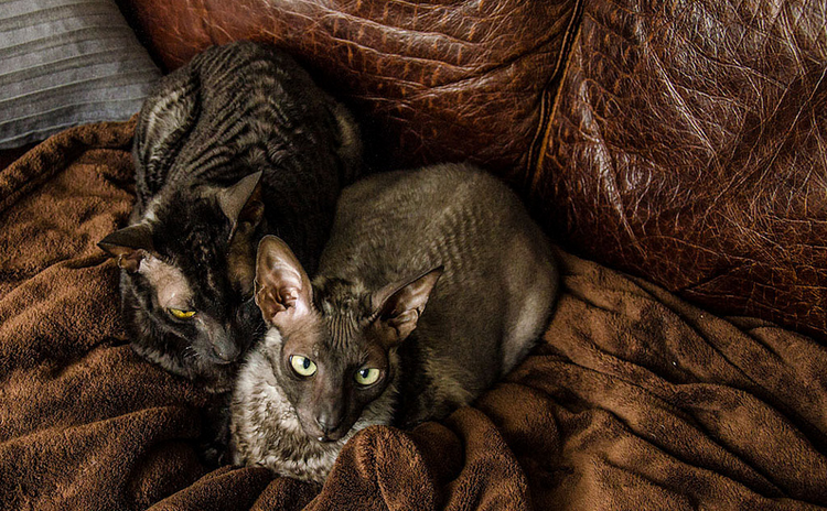 Charakter der Cornish Rex