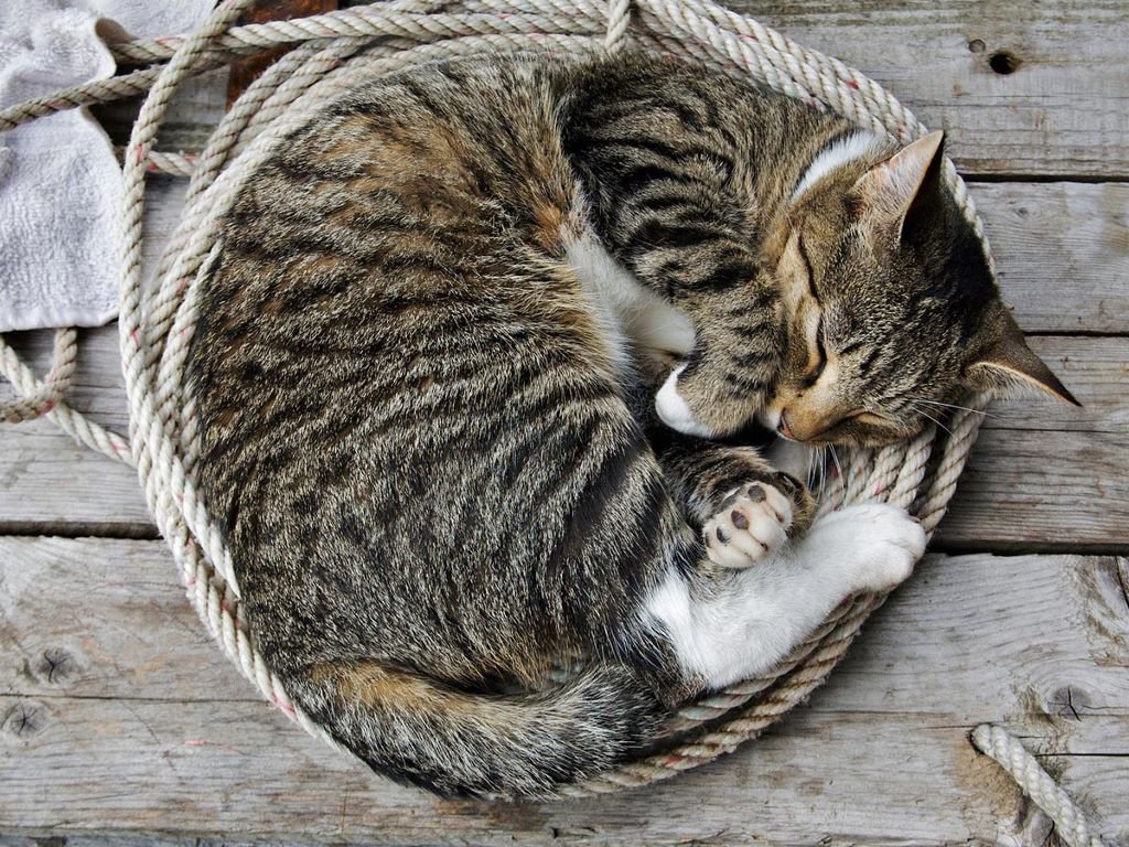 sueño del gato, cómo duermen los gatos, sueño felino