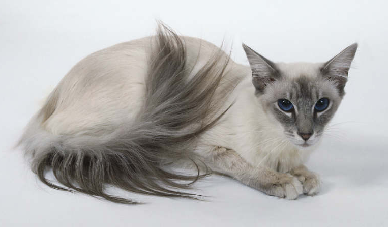 gato balinés