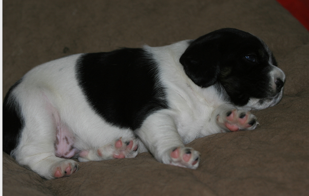 Obesidad en un cachorro
