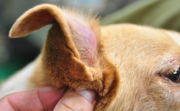 Hematoma del pabellón auricular en perros