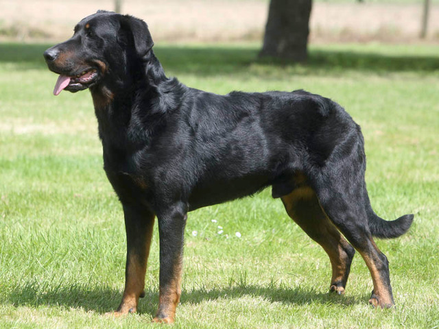 Beauceron
