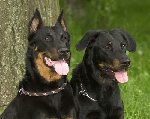 Beaucerons