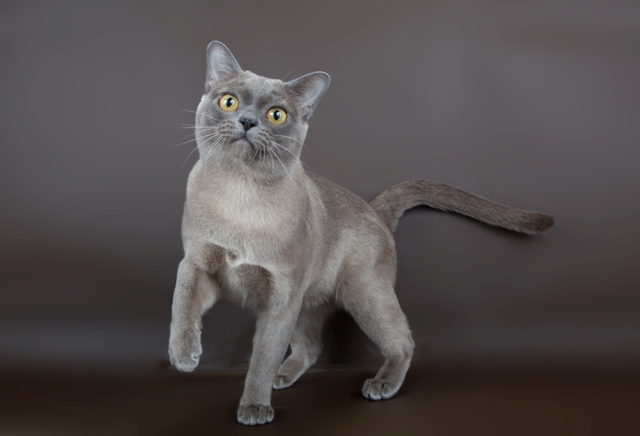 Gato burmés azul
