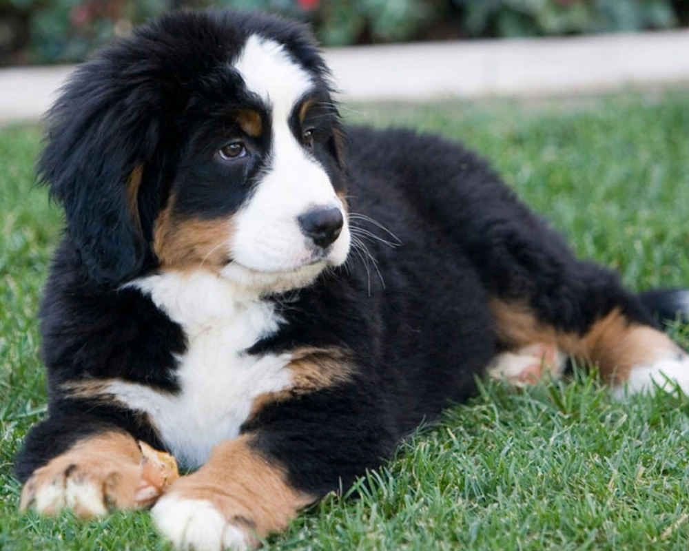 cachorro de Boyero de Berna
