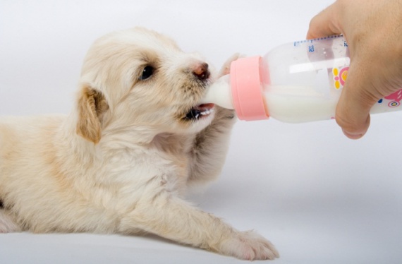 con qué alimentar al cachorro