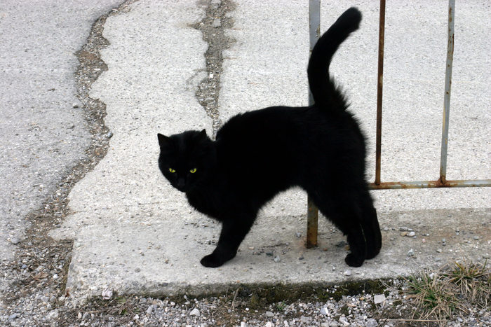Brujería y el gato