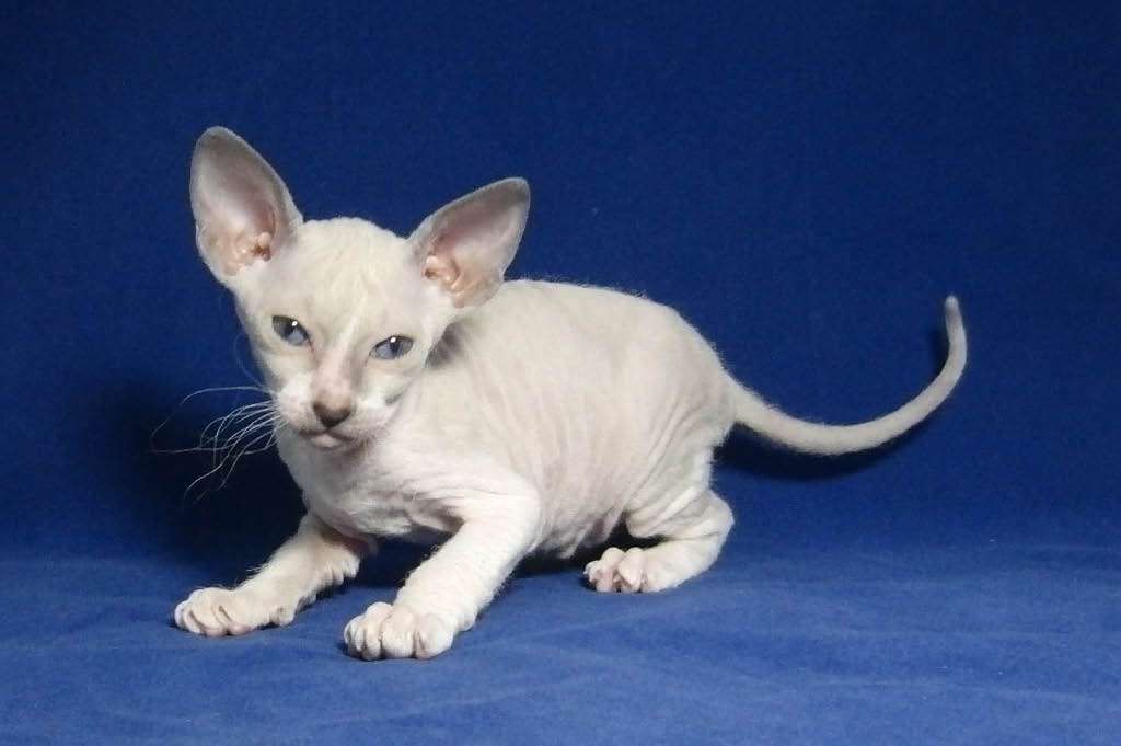 foto de gatos de la raza Peterbold