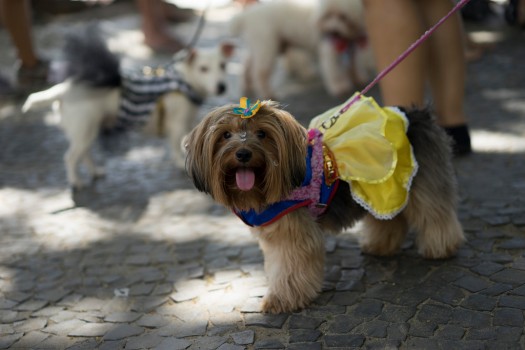 Carnaval para perros en Río foto 8