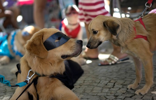 Carnaval para perros en Río foto 2