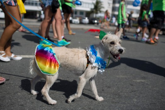 Carnaval para perros en Río foto 3
