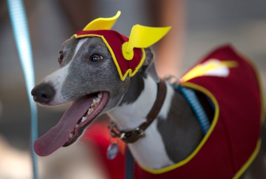 Carnaval para perros en Río foto 4