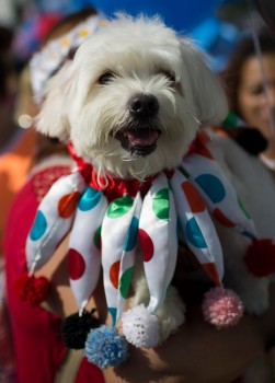 Carnaval para perros en Río foto 5