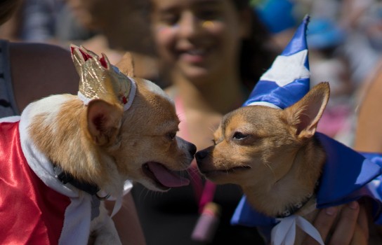 Carnaval para perros en Río foto 5