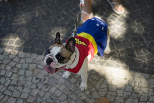 Carnaval para perros en Río foto 6