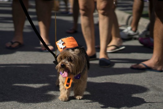 Carnaval para perros en Río foto 7
