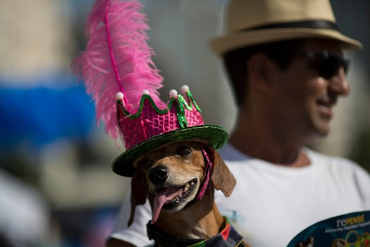 Carnaval para perros en Río foto 9