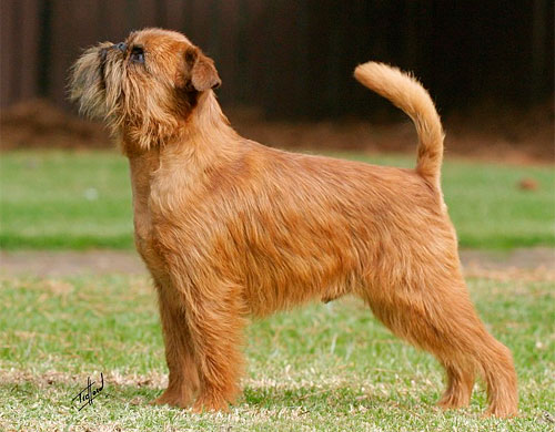 Brüsseler Griffon