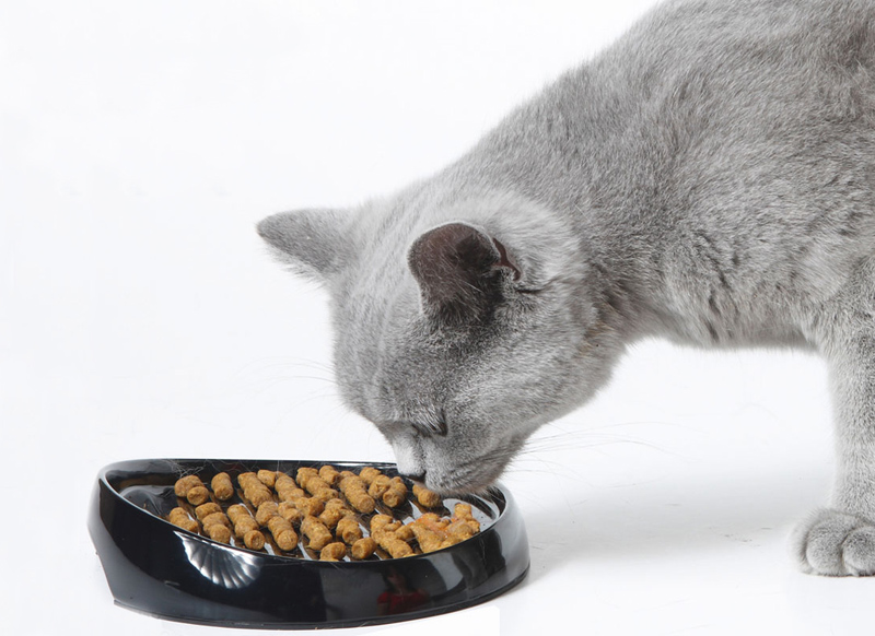 alimentación adecuada para gatos en el hogar