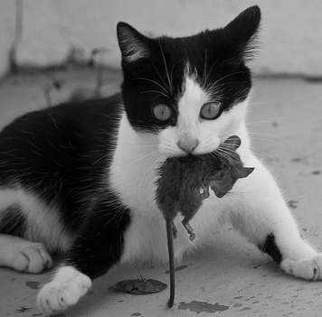 La gata en la naturaleza caza roedores.