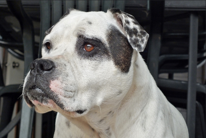 Bulldog americano en primer plano
